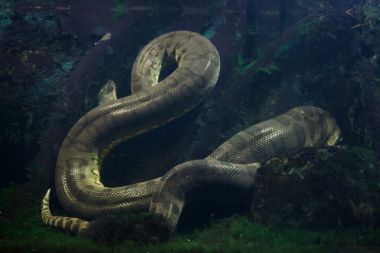 Can Anacondas Breathe Underwater? Reptile School