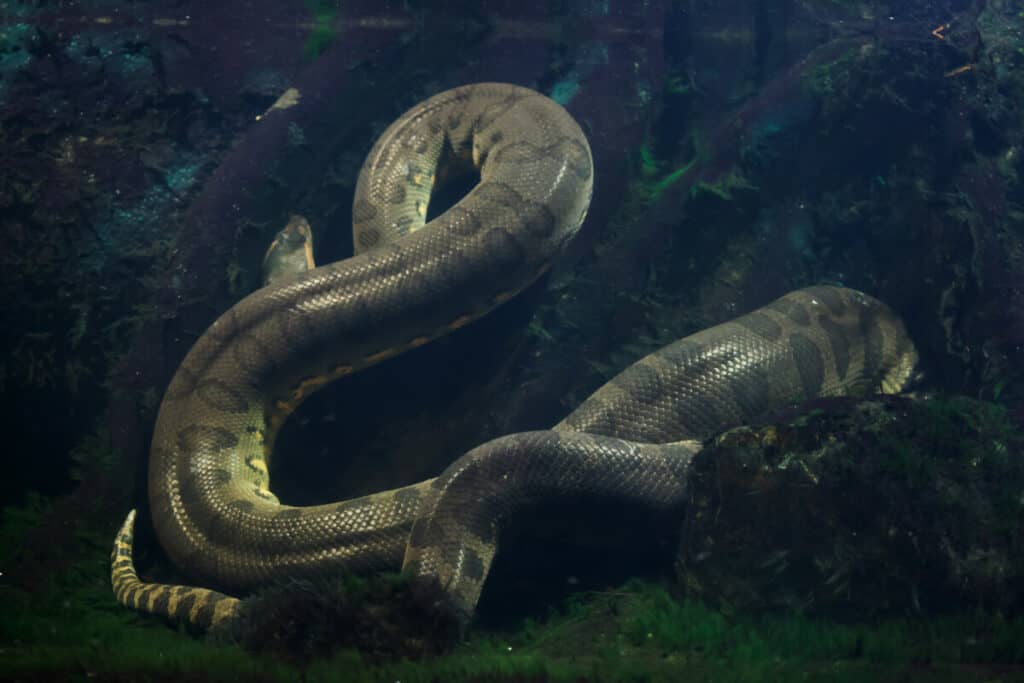How long can anacondas hold their breathe underwater? 