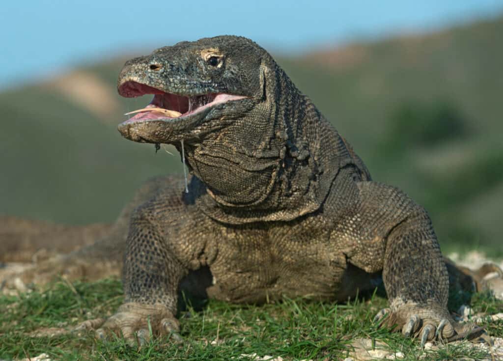 Are Komodo Dragons Venomous or Poisonous? Reptile School