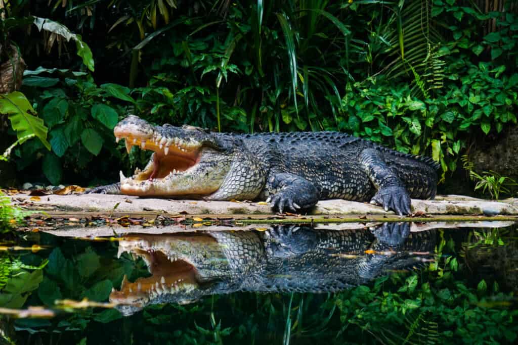 Can alligators and crocodiles reproduce together?
