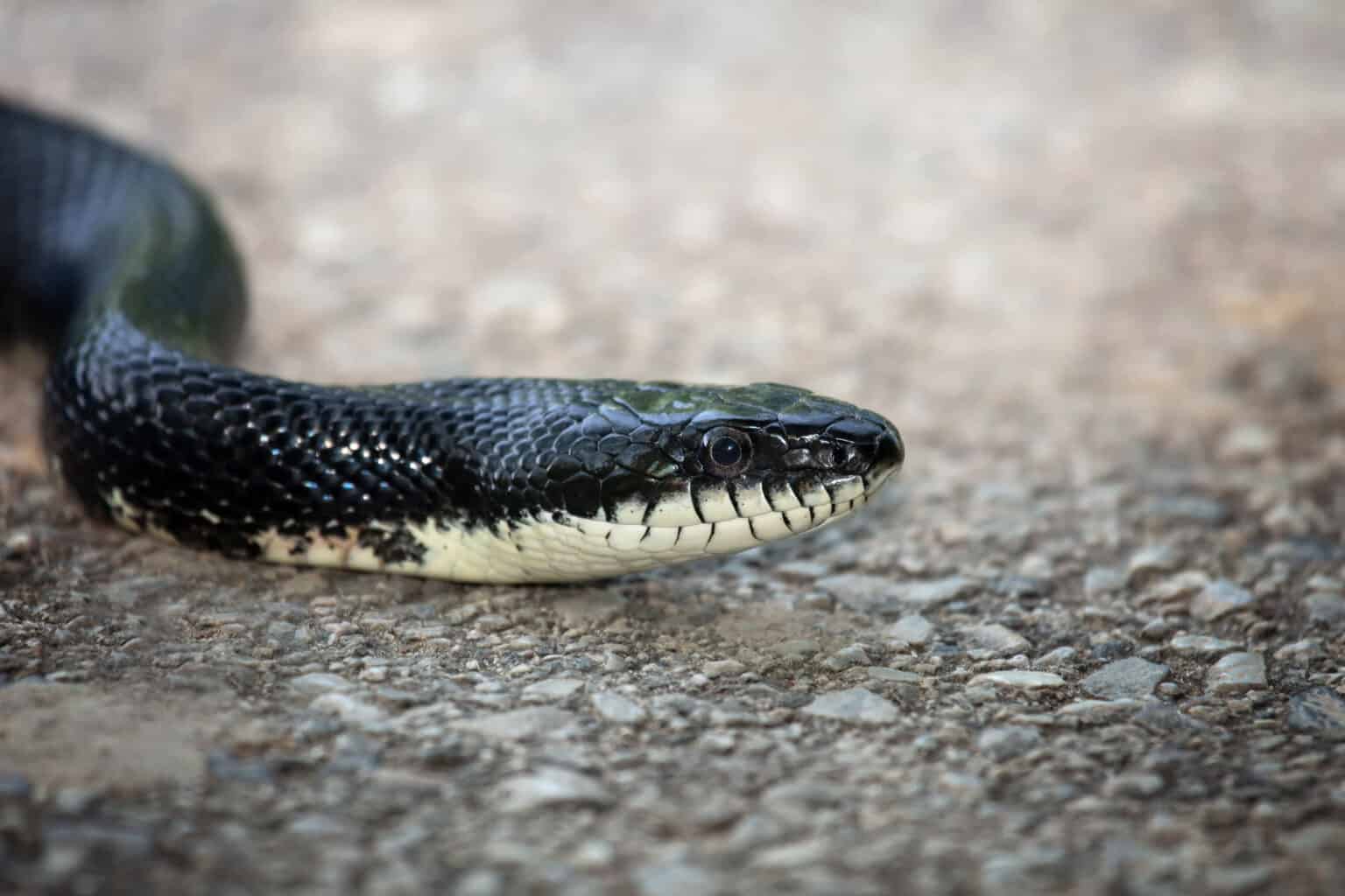 Are Rat Snakes Venomous Or Poisonous Reptile School