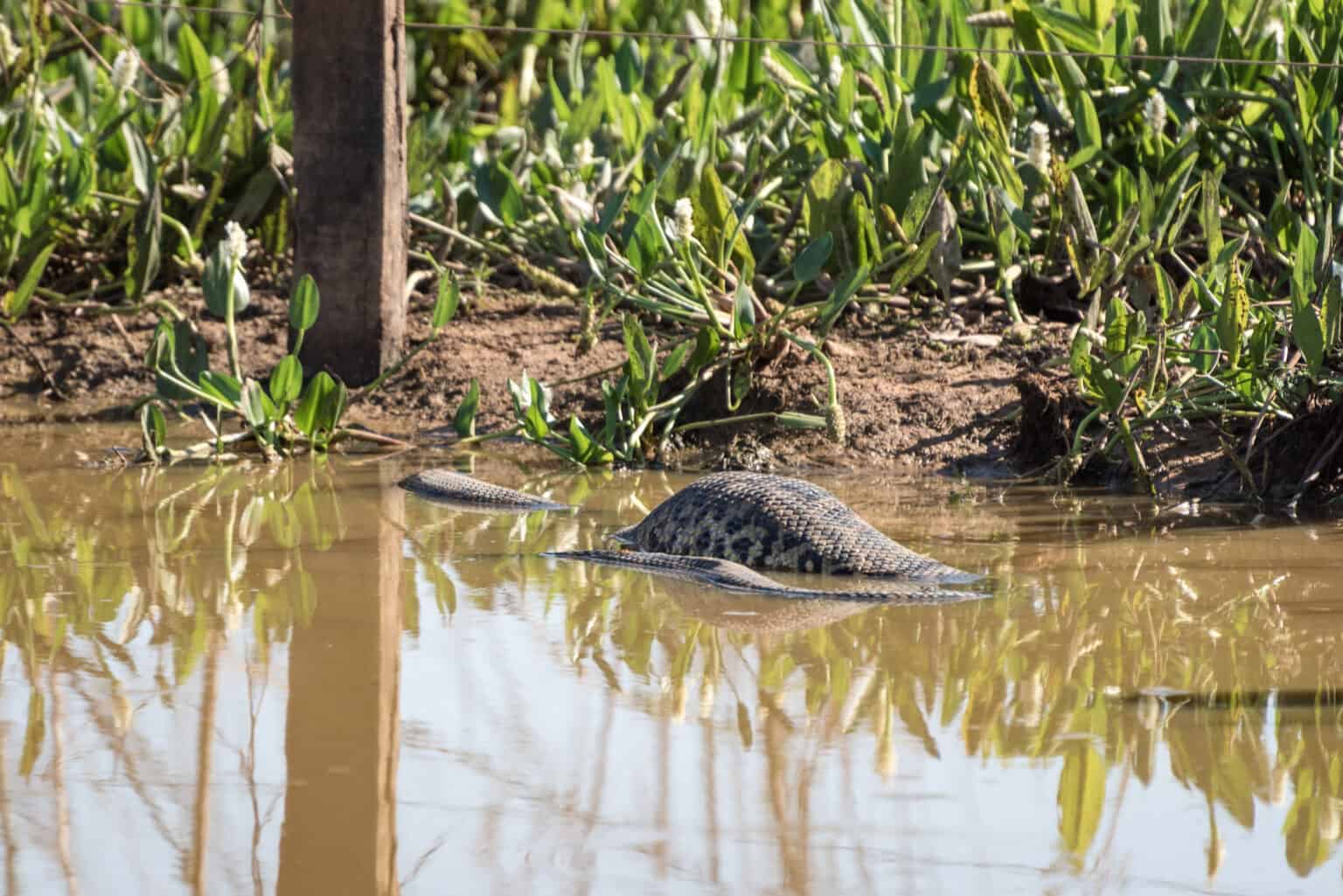Can Anacondas Eat Humans? Reptile School