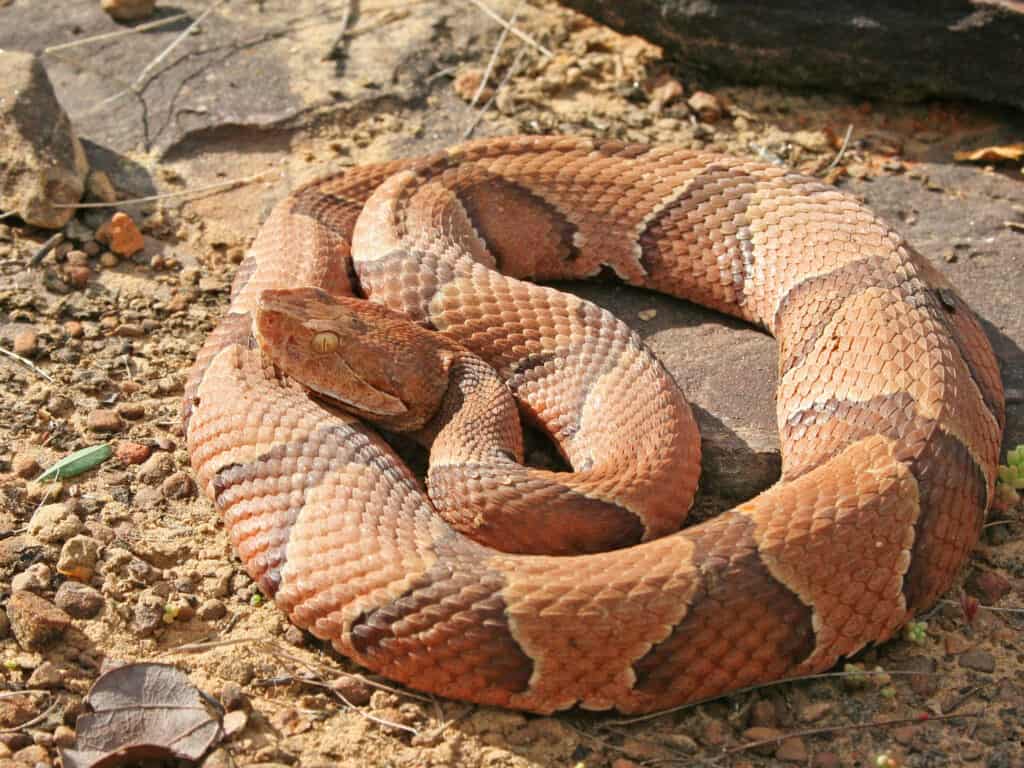 Do copperheads attack humans?
