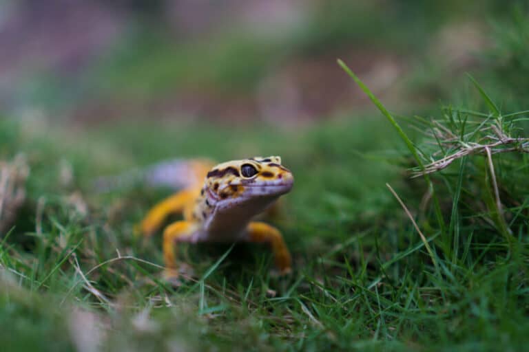 Do Leopard Geckos Recognize Their Owners? Reptile School