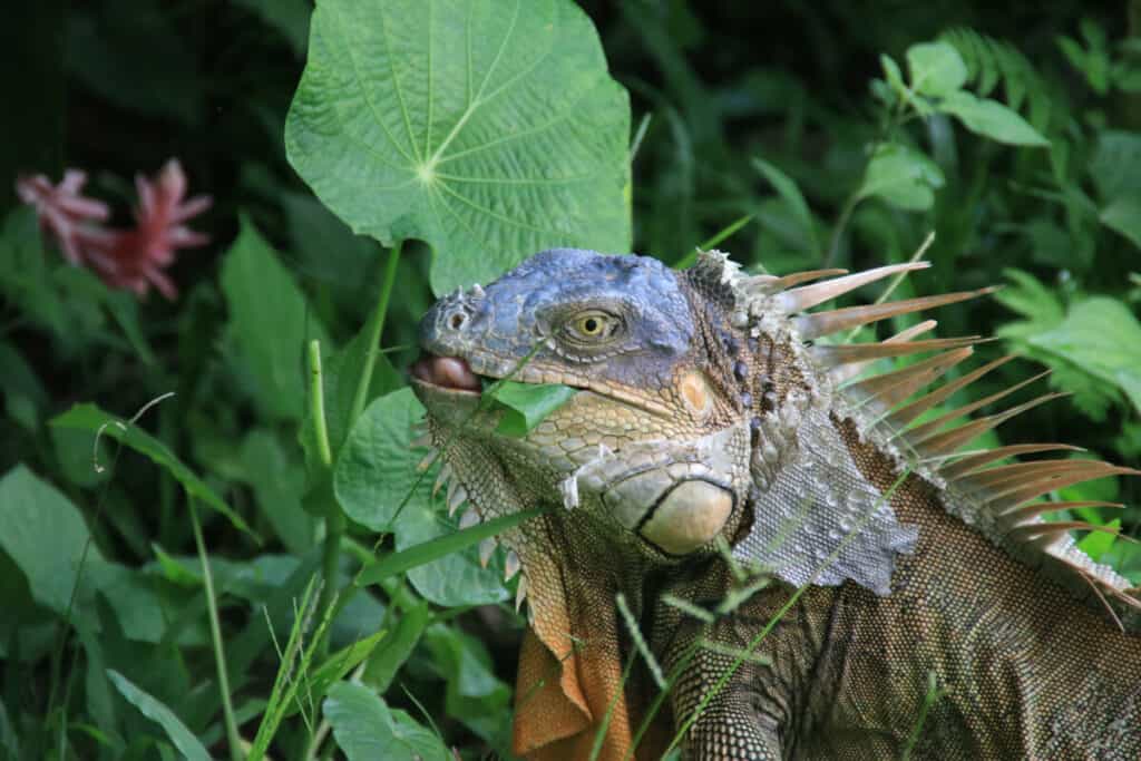 vegetarian diet for iguanas 