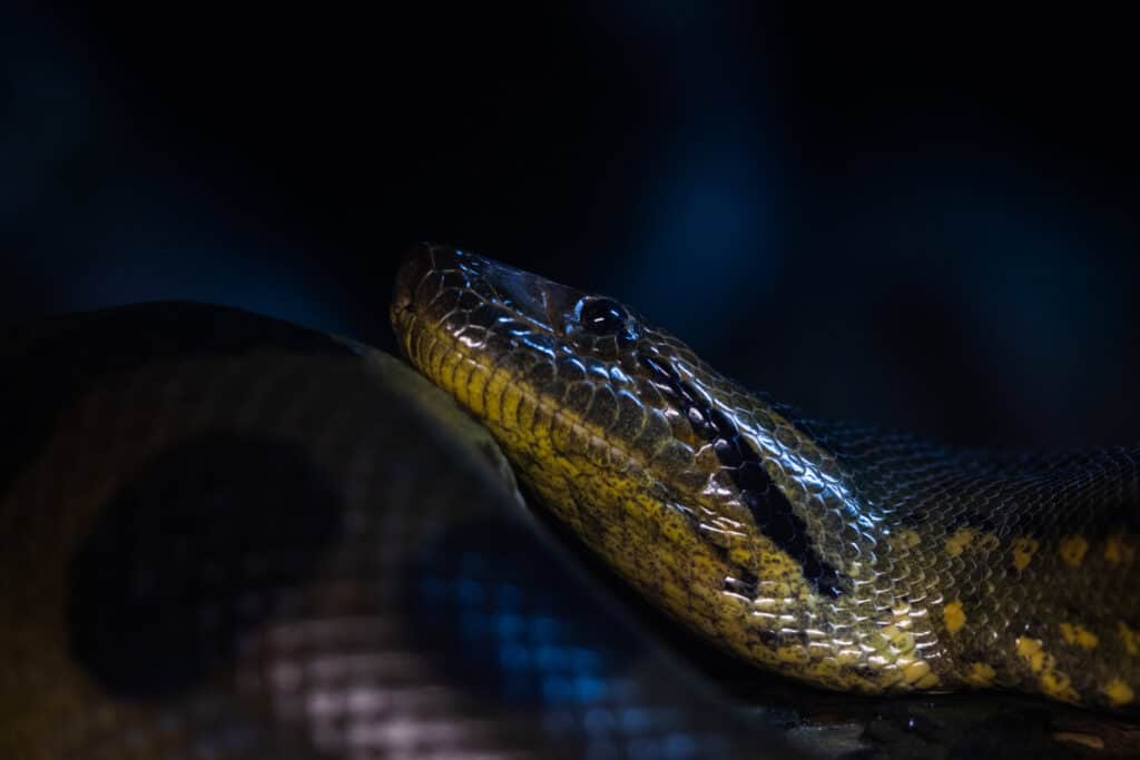 Are anacondas dangerous to humans? 