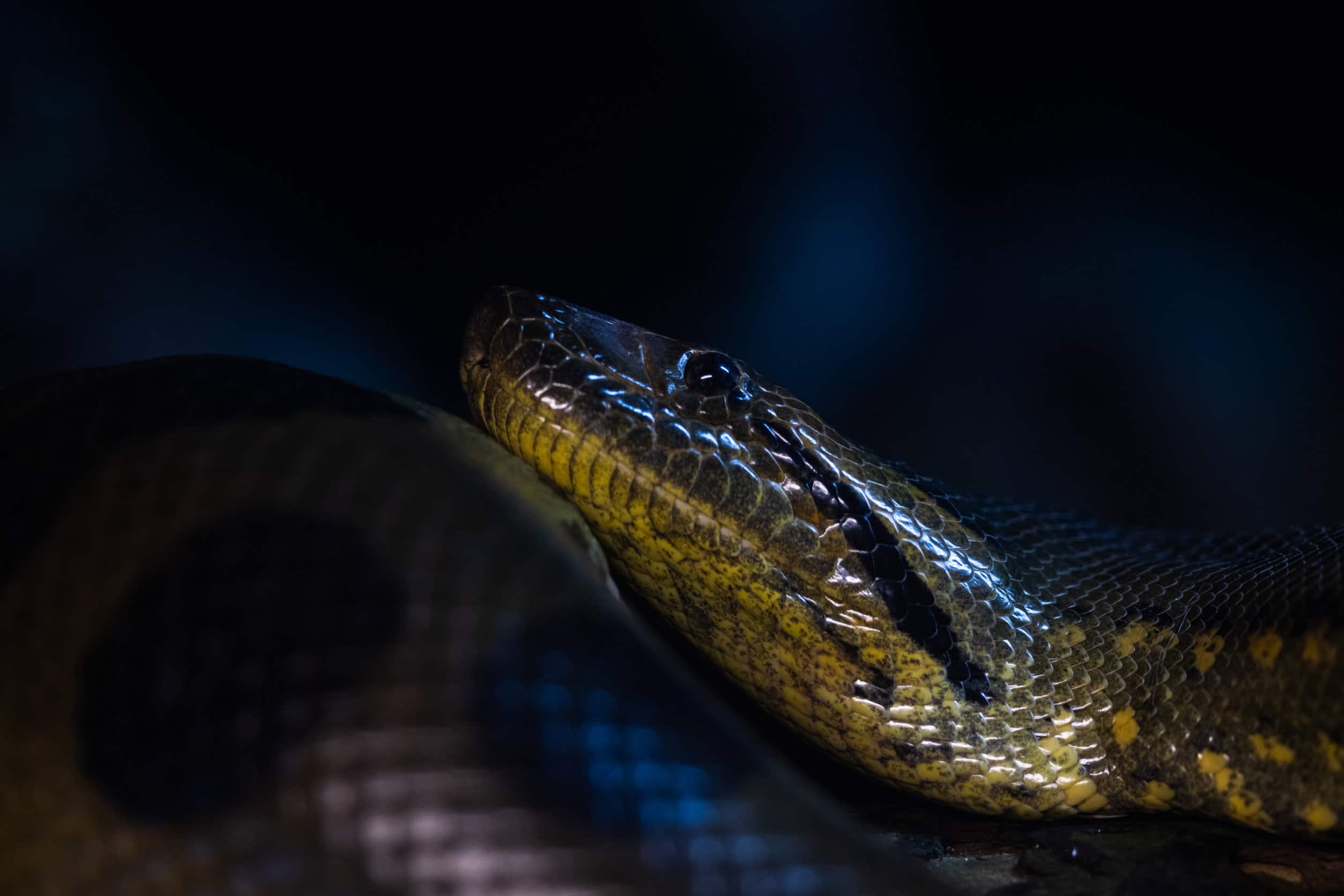 Are Anacondas Dangerous To Humans? Reptile School