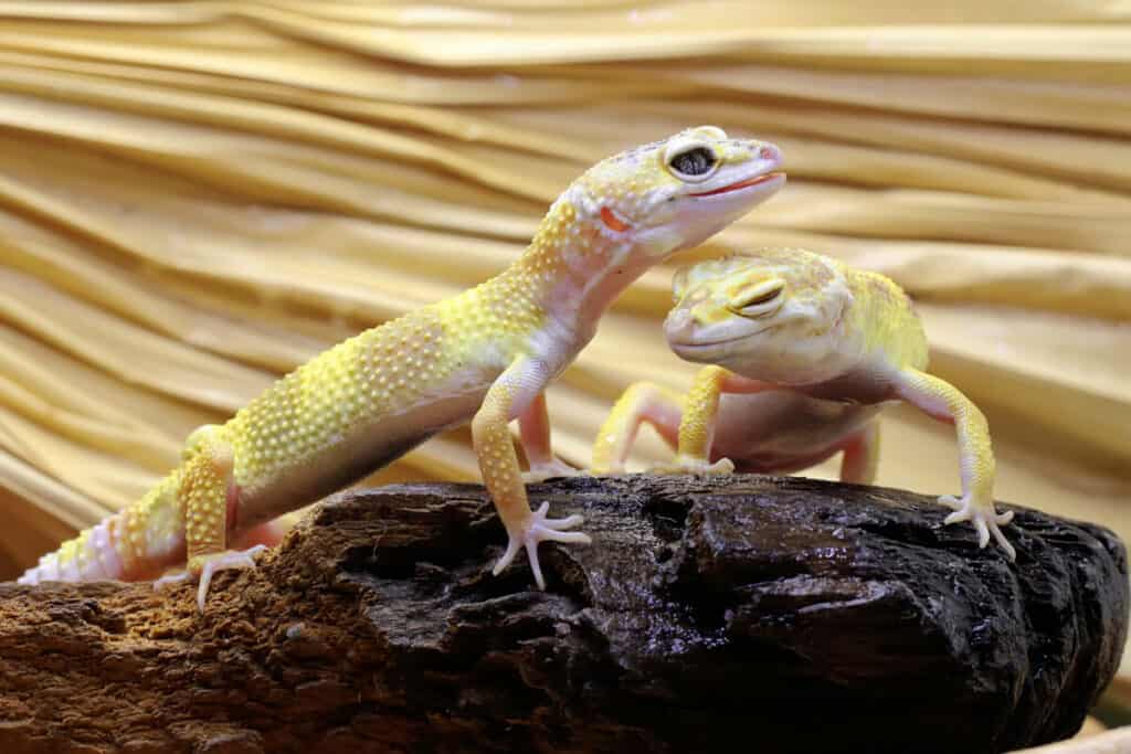 What Plants Do Geckos Like At Lillie Authement Blog What Plants Do Geckos Like At Lillie Authement Blog