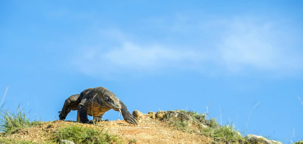 Can a Komodo dragon outrun a human? 