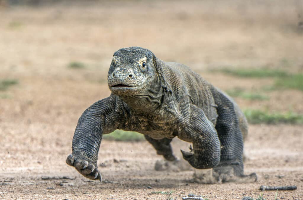 How fast can Komodo dragons run? 