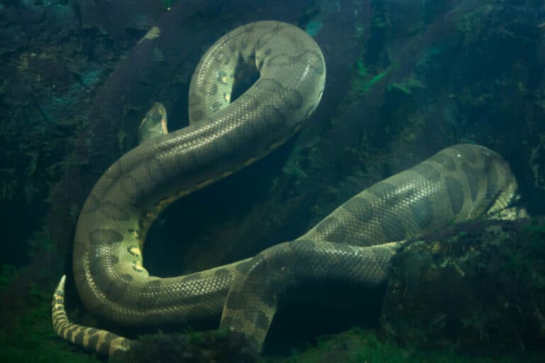 Anaconda Diet What Do Anacondas Eat?