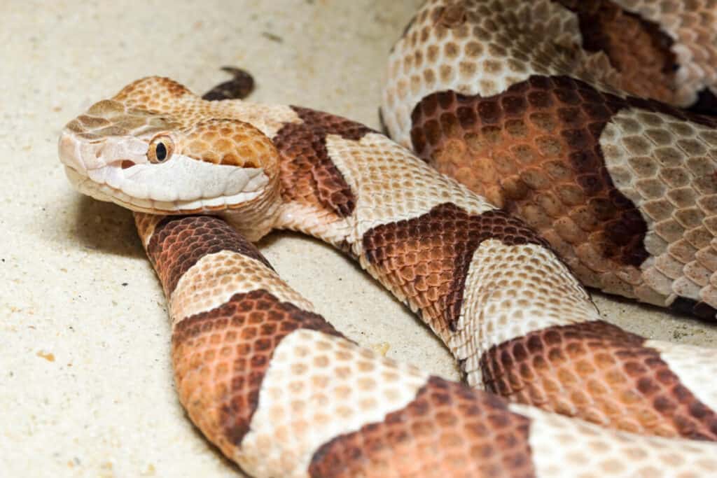 venomous copperhead snake 