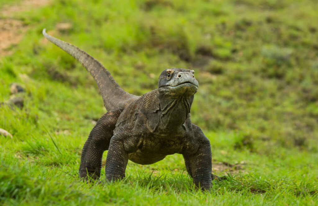 Can a Komodo Dragon Eat a Human Being? | Reptile School