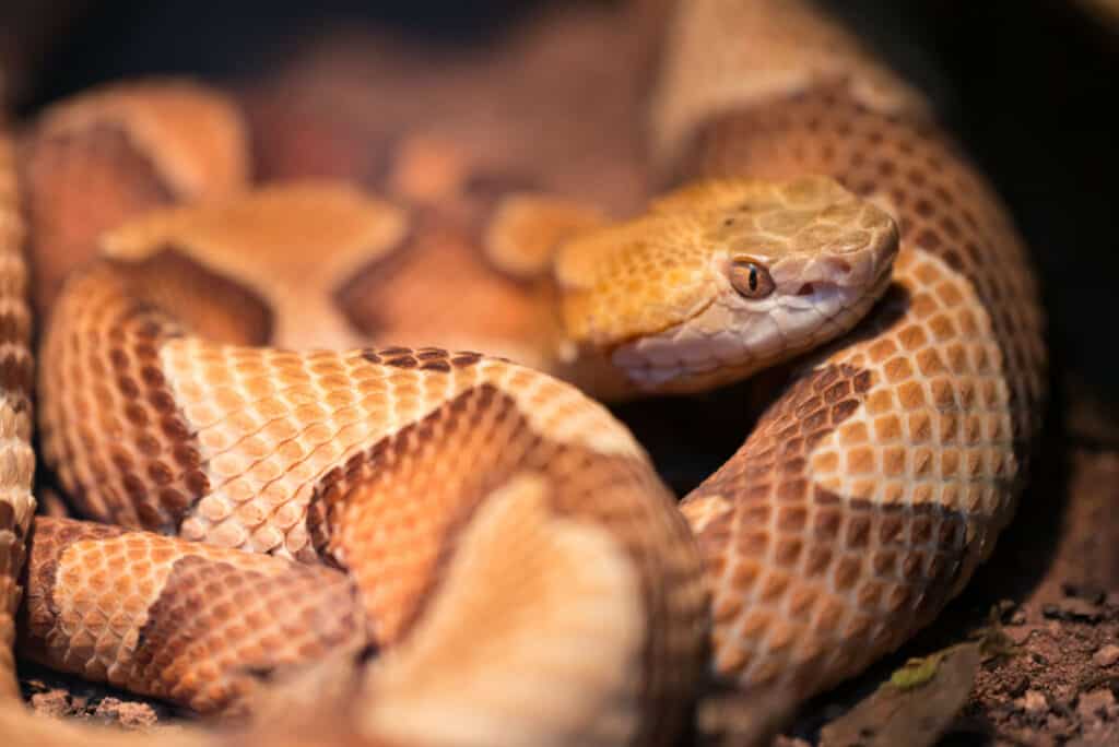 Are copperhead poisonous? 