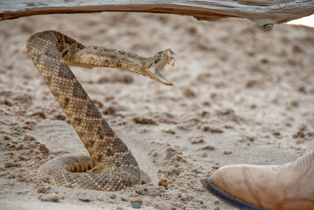 coiled rattlesnake strike 