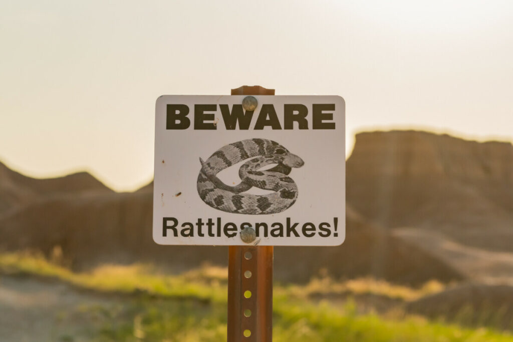 Can rattlesnakes eat people? 