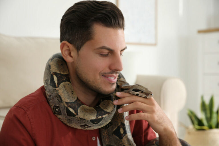 Are Boa Constrictors Good Beginner Snakes? Reptile School