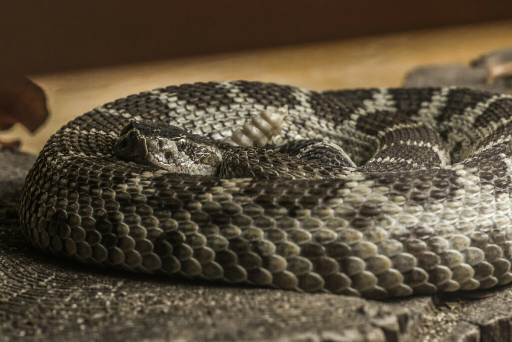 are rattlesnakes endangered?