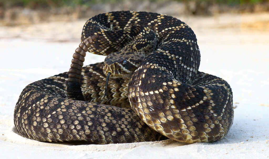 What Is the Most Venomous Type of Rattlesnake?