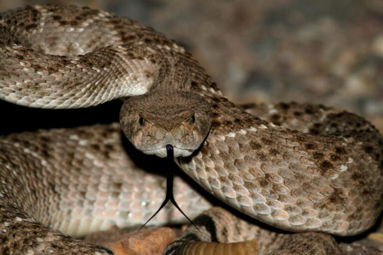Rattlesnake Lifespan How Long Do Rattlesnakes Live?
