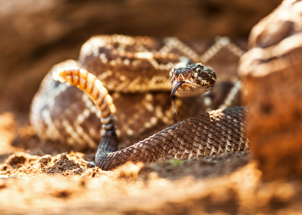 Removing rattlesnakes without killing them 