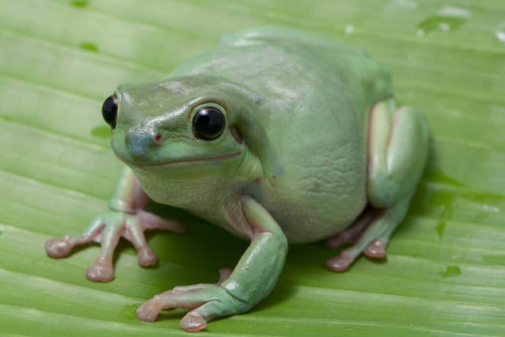 What do white's tree frogs eat? 
