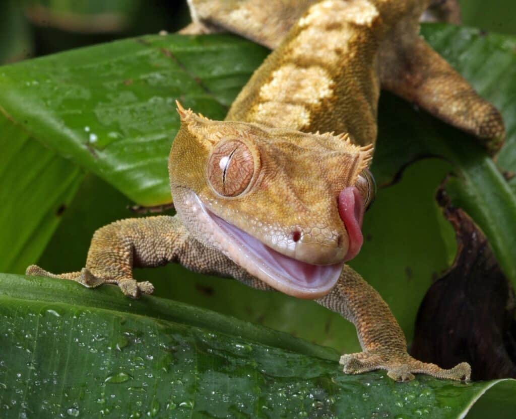 Best Pet Gecko For Kids 